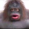 anousjr