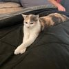 littlekatiehere