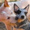 comicdogs