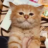 cutieehaha