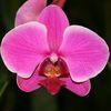 daw.khin.san.nwe8