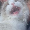 littlekitten1260