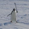 aikopenguin