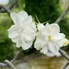thaipham3393