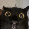 saluttoutoune