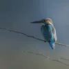 Rubén_Alonso_wildlife