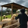 thiemcacon