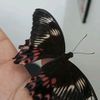 mitus7