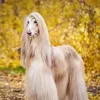 puppyloverdenmark