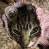 meowsnstuff