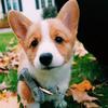 corginamedpeach