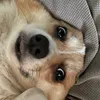 habithecorgi
