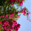 noor_noor670
