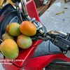 Zeze Mangga