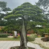 Bonsai lão hạc