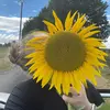 sunflower.academia