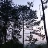 andyariashdz