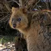 distinctquokka