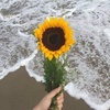 ____sunflowerRrr