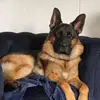 rupertthegsd