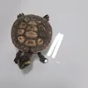 xmxxplol