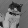 lf0al