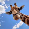 rani_abouchra