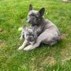 lola_bambi_frenchies