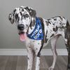 cooperthegreatdanepuppy