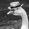 sexy_goose_with_hats