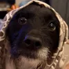 dani3lmor