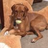 louisthevizladog