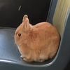 purrrrrrxdrawr