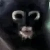 dankelly002