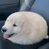 .miyao