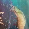 cris201870