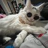 johnyappleseedyuh