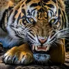 tiger.bro3