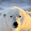 winterbearwithapen