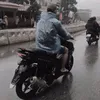ankkien_