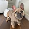 cutest_little_frenchie