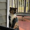 tamerofthecats