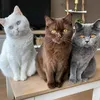 Cat cold