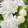 almuhaemena87