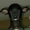 rare_dexy