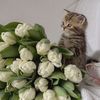 meowwwwmeowwww