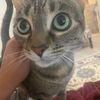 meowmeowpoppymeow