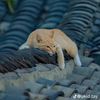 meow_meow6111