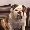 Helpbulldog