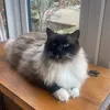 jemimagregory_